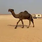 بعير على طناف منتج انتاجه طيب صور انتاجه موجوده