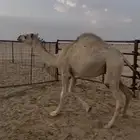 بكره للبيع الدوادمي