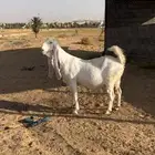 عنز