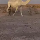 لقحه وضحا