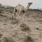 للبيع وضحا عشرا ممشاه طفاح منتج مبيوع عليه بكرتين