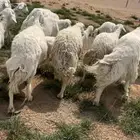 غنم مراح واحد متابيع ودفيع بفحلها طيبه للبيع