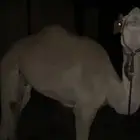 قعود سنه حق سيده البيع لحم