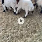 بهم هرافي نعيم وحري