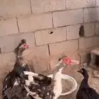 طبرجل