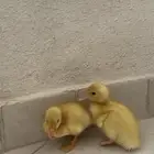 بط صغير تبني