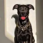 بيتبول Pitbull