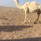 ناقه عفراء