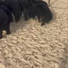 البهم