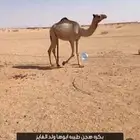 اللبيع