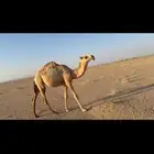 بكره كفو ابوها بعير ابن فنيسان اسبيعي