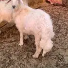 خروفين صفر فل