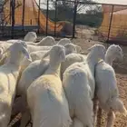 طليان تربيه مراح واحد
