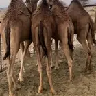 قعدان طيبات وسمان