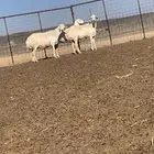 البيع ضان صنف ومضريع