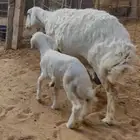 حريه واالد