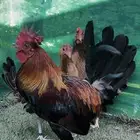 دجاج عربي اصيل   ترثه