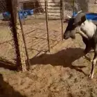 تيس مشروك وعل تام حار وفل شحم