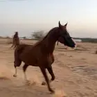 حصان شعبي شيخ