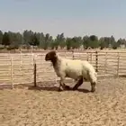 فحل نعيمي صنف للبيع