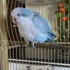 كويكر ببغاء دايلوت لون جميل ماشاءالله تم البيع الله