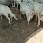 بهم 27 خرفان