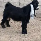 للبيع جذعان معرفه الاعمار من خمس لست شهور