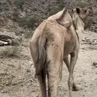 ناقه قصب
