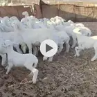 للبيع ضان حرش مراح واحد العدد51 تحتها 50