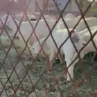 طليان للبيع