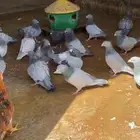 حمام زاجل بارلس