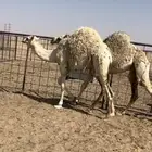 حشو