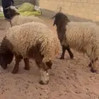 ماشاءلله تبارك الرحمن