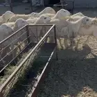 ضان حريات دفيع 18(مبيوعه)