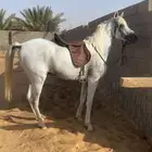 حصان واهو