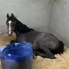 مهر شعبي