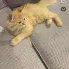 بسه عمرها 8شهور