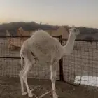 قعدان تربيه