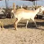 للبيع غنم سواكنيات دفيع( تم البيع