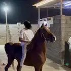 حصان جزيري ورق