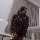 صقور للإيجار