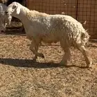 للبيع خروف حري فحل مشروط