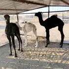 حيران ضيار صحته شرط