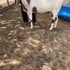 عنز بيضاء خصم