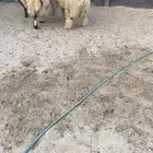 نعيم جذعان فاخره