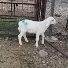 للبيع خروف
