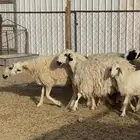 ضان متابيع ودفيع