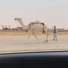 عشرا شقحا طيبه جدا