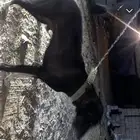 للبيع ذكر كلب هجين ينفع للحراسة ما شاء الله حجم الكلب كويس