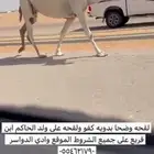 لقحه وضحا كفو ولقحه على ولد حاكم ابن قريع